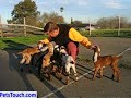 baby goats --touching