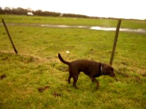 CHOCOLATE LABRADOR IN THE COUNTRY