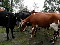 Cows on the road Cows on the road
