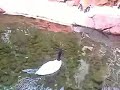 swan at the flamingo swan at the flamingo