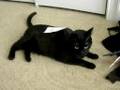 Re: How To Annoy Your Cat... The Nice Way! [part 2]