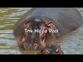 hippo pool.mov