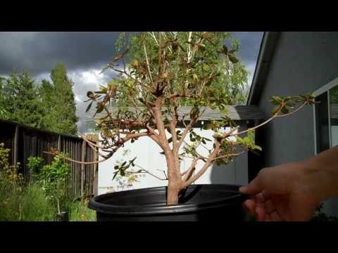 how to transplant escallonia