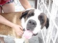 Saint Bernard in the street!