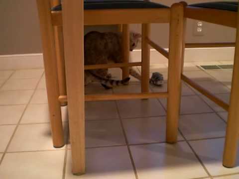 how to turn off a zhu zhu pet