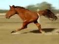 Two legged horse