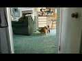 Trevor the sheltie playing with Penny Part 2