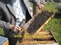 arıcılık ve ana kontrolü