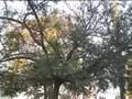videos de arvores