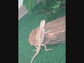 Animal Chop video_0001.wmv