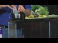 How to Clean a Quarantine Aquarium : Aquariums & Fish Tanks