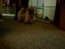 i was trying out doggie shoes, on my shih tzu puppy, it is funny cause he wouldn't walk but he would jump.