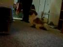 i was trying out doggie shoes, on my shih tzu puppy, it is funny cause he wouldn't walk but he would jump.