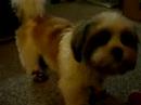 i was trying out doggie shoes, on my shih tzu puppy, it is funny cause he wouldn't walk but he would jump.