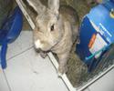 Avenue Bunnies