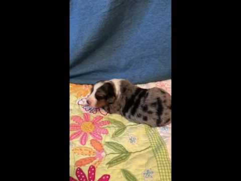 McCoy Blue Merle Male Australian Shepherd