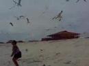 DI 2007 Video #3: When Sea Gulls Attack DI 2007 Video #3: When Sea Gulls Attack