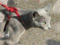 Walking my Cat (russian blue)