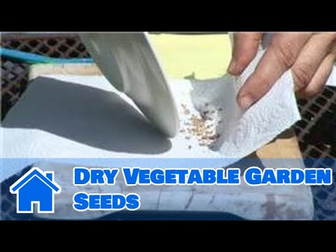 how to dry seeds to plant
