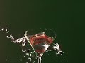 My teeeeeeth fell into my drink