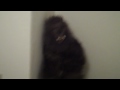 Episode 2 Bigfoot In The House