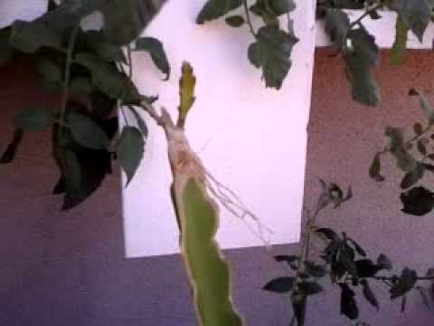 how to transplant dragon fruit