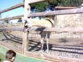 videos de GUANACO - Vigo Zoo