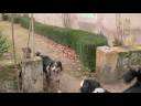 Dogs