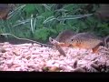 Piranha Attack!