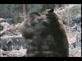 Re: Bear Vs. Gorilla