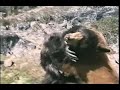 Re: bear vs. gorilla
