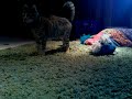 Bengal Tossing a Toy