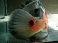 Astronotus Eiablage 19.01.2008