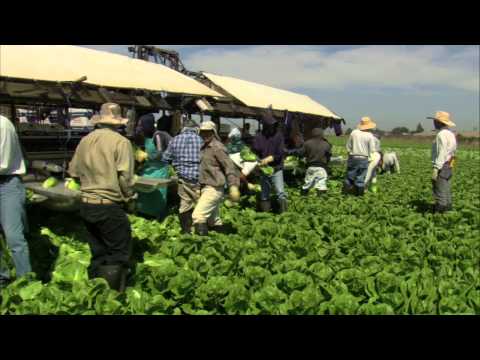 how to harvest romaine