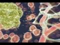 videos de Angiogenic masters: PMAP