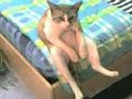 Real LOLcat Real LOLcat