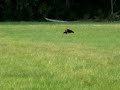Schwarzstorch mit vier Weißstörchen! Schwarzstorch mit vier Weißstörchen!