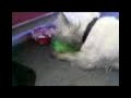 WESTIE UNRAPING CHRISTMAS PRESENT