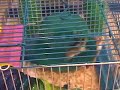 Funny Hamster Spin Wheel