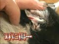 japanese cat cam