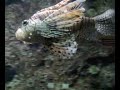 ikan pelik