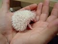 Una hembrita de 15 días se unge por primera vez, luego decide probarme xD Female baby hedgehog 15 days old self-anoints her for the first time and then she decides to taste me - so sweety!