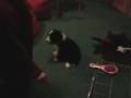 videos de Skrawek i kliker