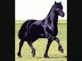 videos de Chevaux zarbi