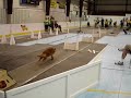 JDD Pawzest Flyball team - Coconut Classic