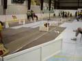 JDD Pawzest Flyball team - Coconut Classic