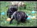 Bullmastiff video