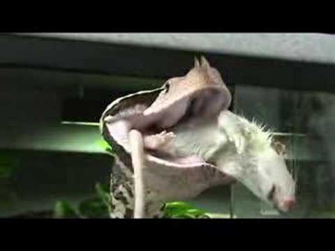 YouTube reptile video