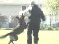 2007 North Central Schutzhund Regional Championships