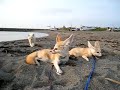 Fennec surprised by the helicopter & kitten have a dust bath